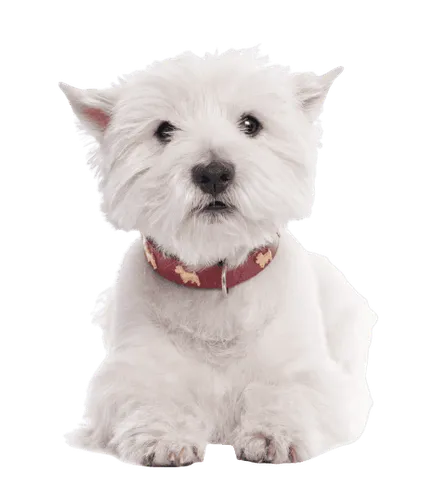 West Highland White Terrier (2)