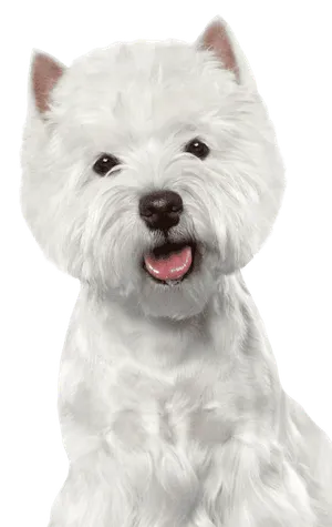 West Highland White Terrier