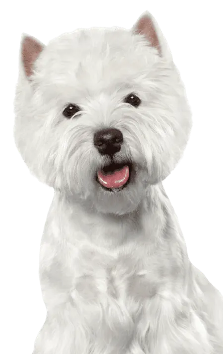 Bild für West Highland White Terrier