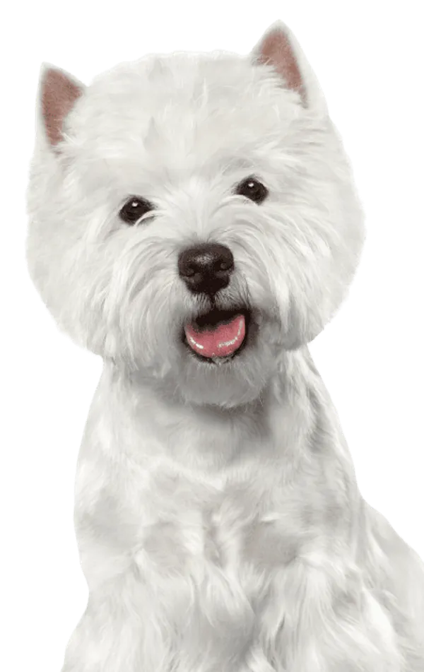 West Highland White Terrier Bild