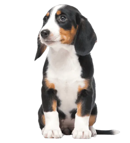 Bild für Westfälische Dachsbracke