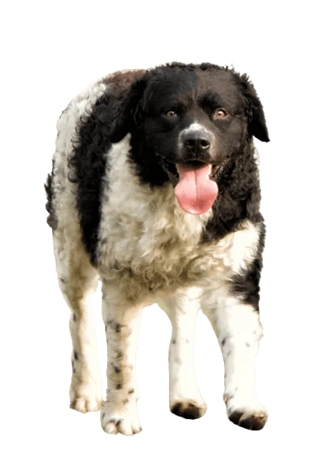 Bild für Wetterhoun