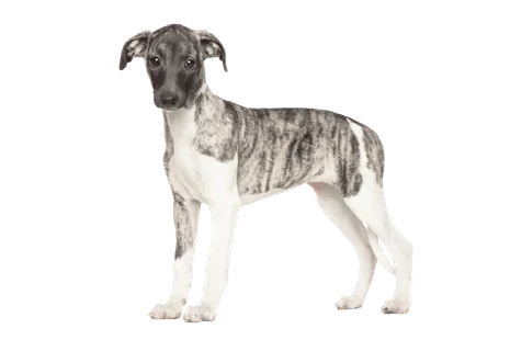 Whippet (4)