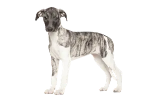Whippet (4)