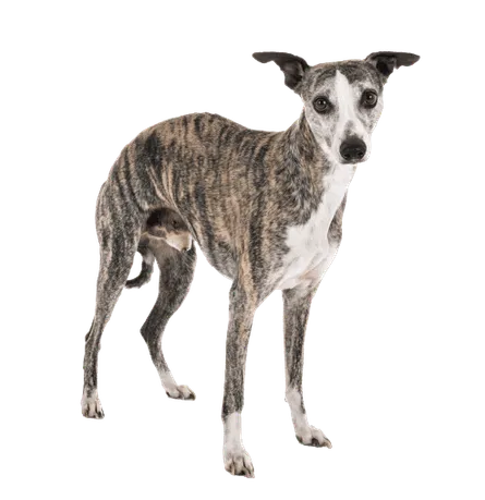 Whippet (5)