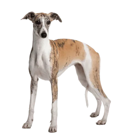 Whippet (2)