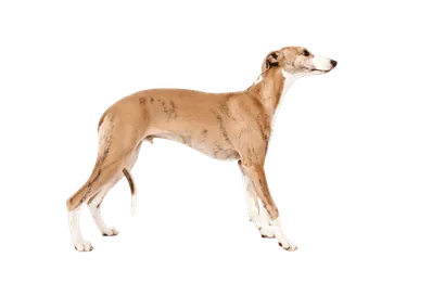 Whippet (1)