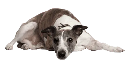 Whippet (3)
