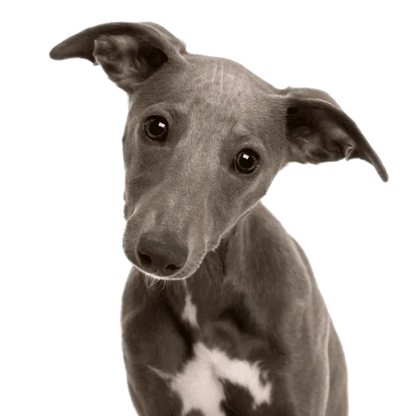 Whippet Bild