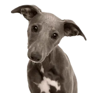 Whippet