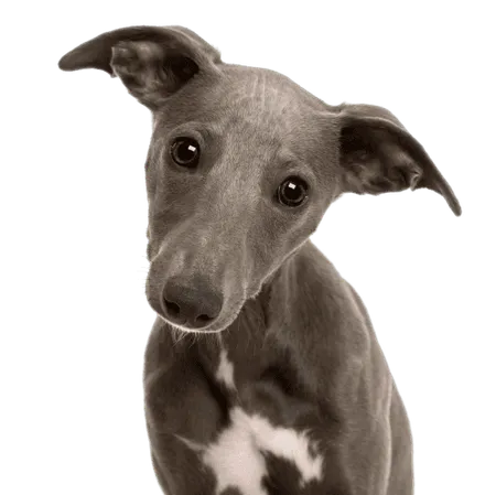 Bild für Whippet
