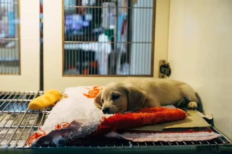 Hund beim Tierarzt