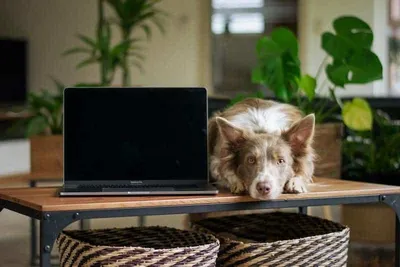 Hund auf der Arbeit