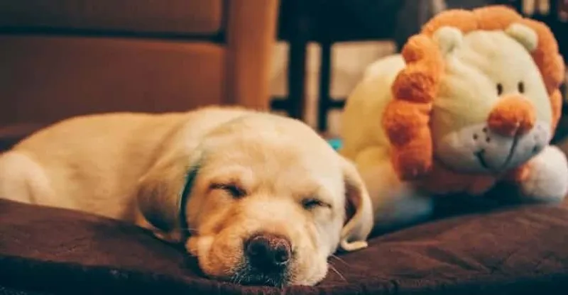 Labrador Retriever Welpe