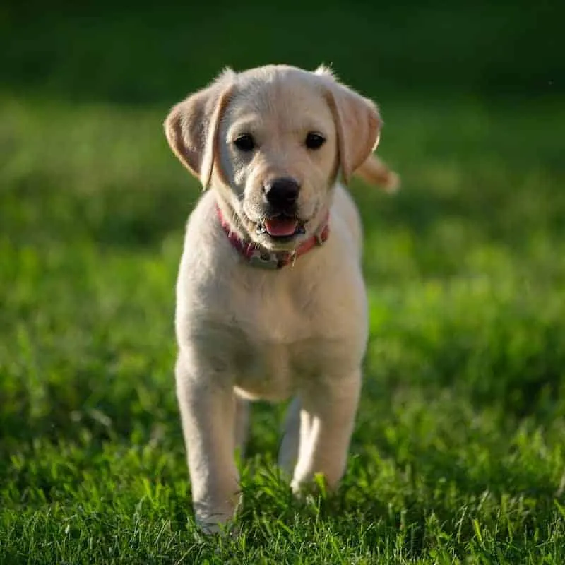 Labrador Retriever Welpe