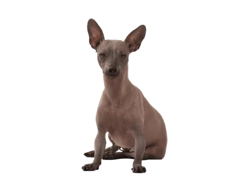 Xoloitzcuintle