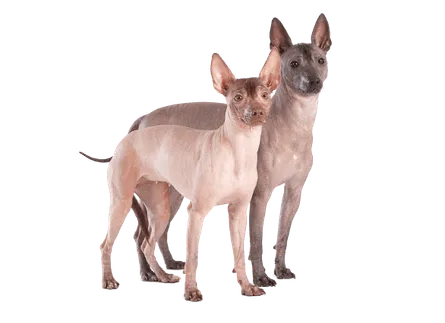 Xoloitzcuintle