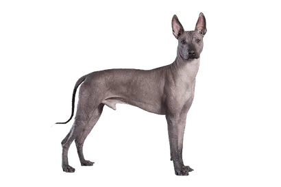 Xoloitzcuintle