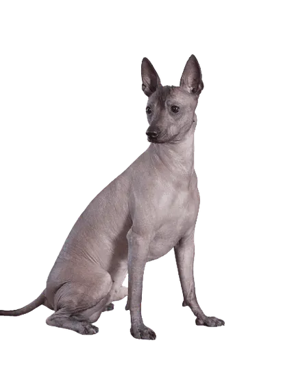 Xoloitzcuintle