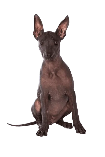Xoloitzcuintle