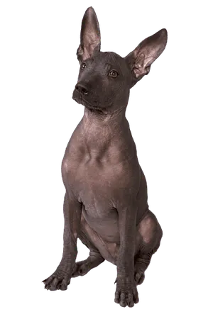 Xoloitzcuintle