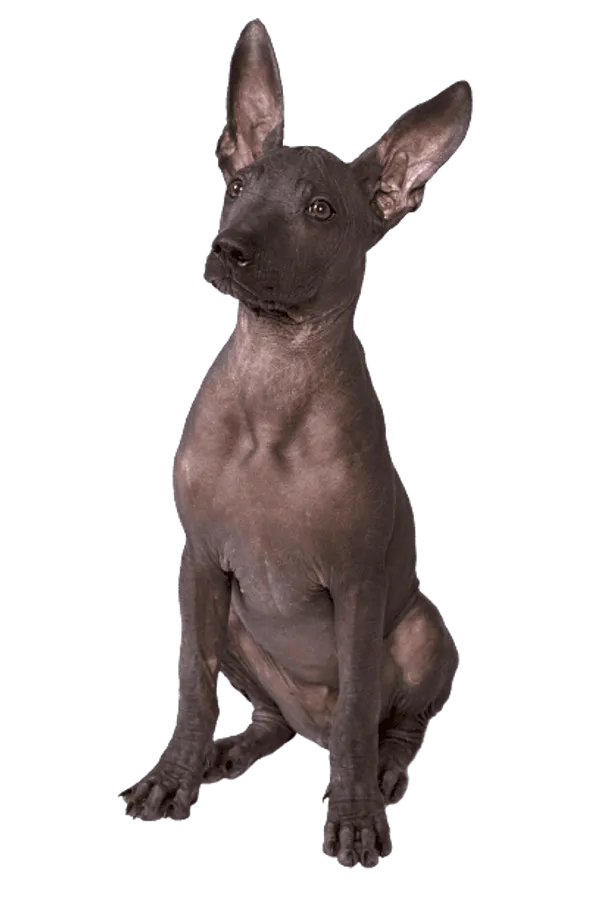 Xoloitzcuintle Bild