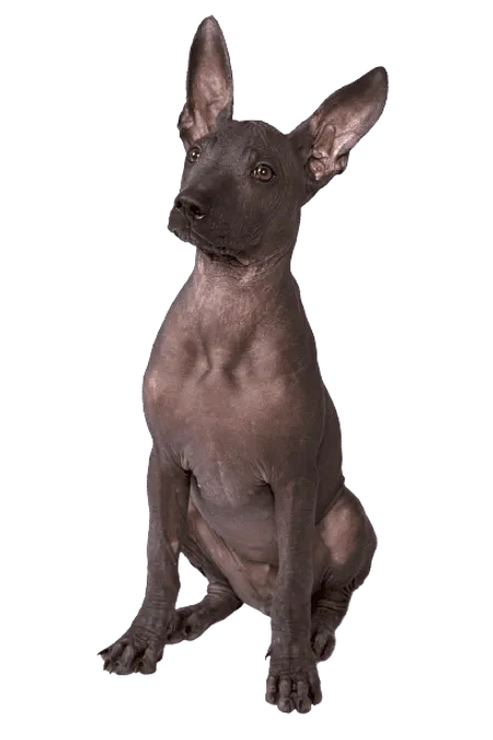 Bild für Xoloitzcuintle
