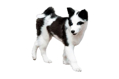 Yakutskaya Laika