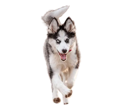 Yakutskaya Laika