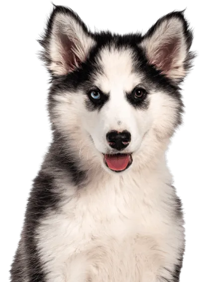 Bild für Yakutskaya Laika