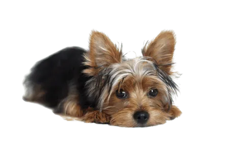 Yorkshire Terrier Bild 1