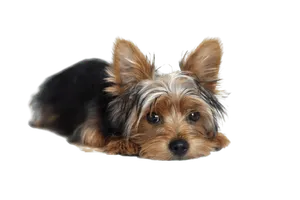 Yorkshire Terrier - Wurfmeldungen
