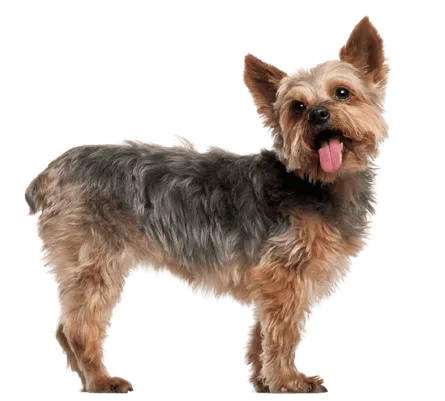 Yorkshire Terrier Bild 3
