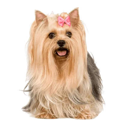 Yorkshire Terrier Bild 5