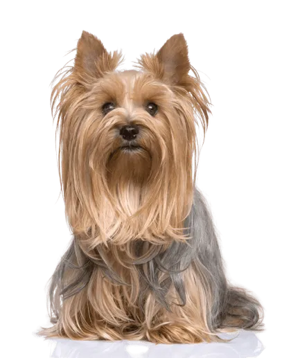 Yorkshire terrier 4
