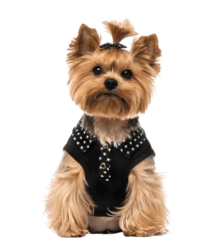 Yorkshire Terrier 7