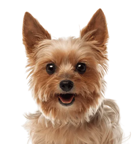 Bild für Yorkshire Terrier