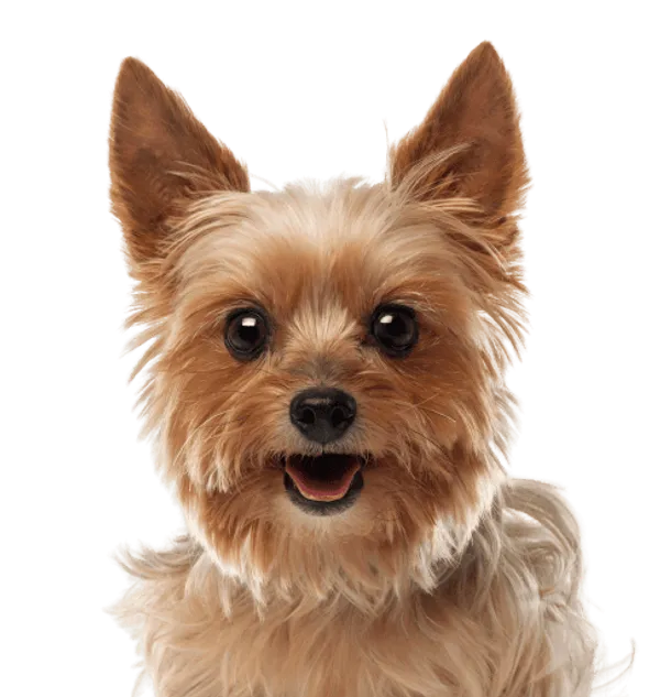 Yorkshire Terrier Bild