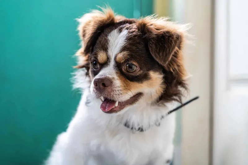 Bild für Zahnwechsel und Zahnpflege bei Welpen