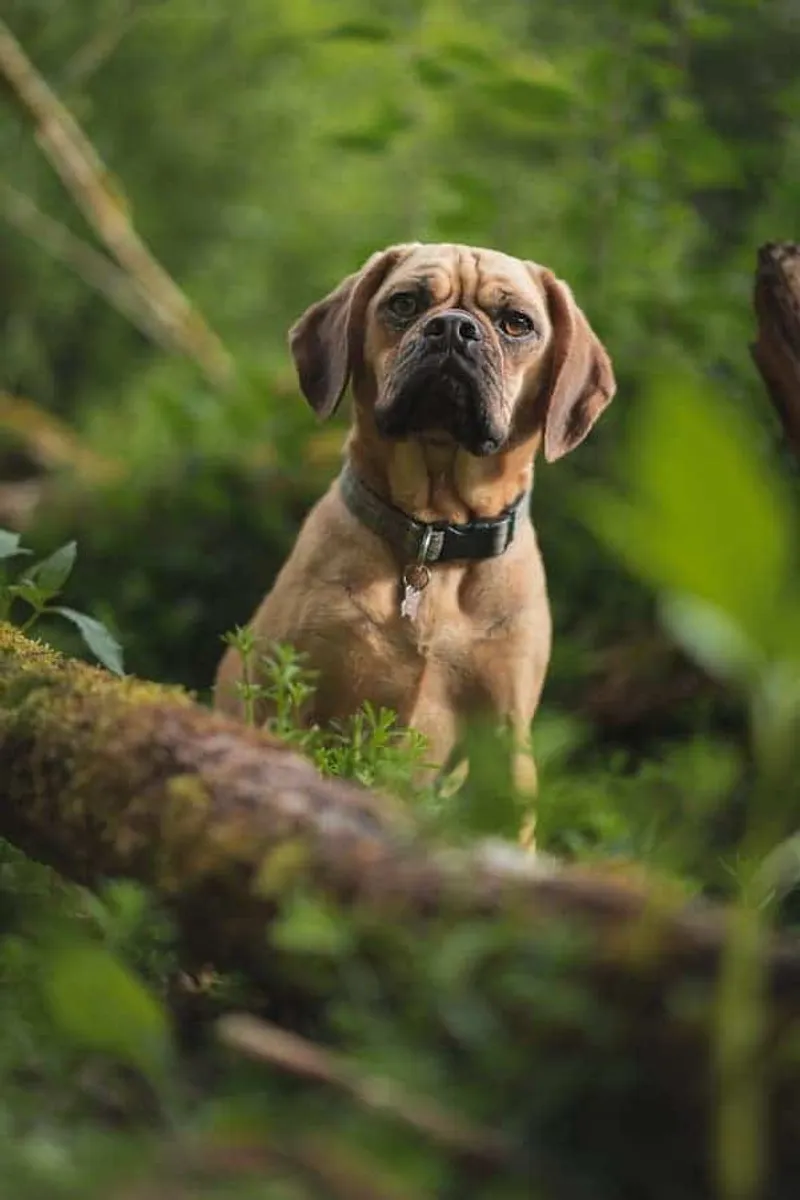 Hund im Wald