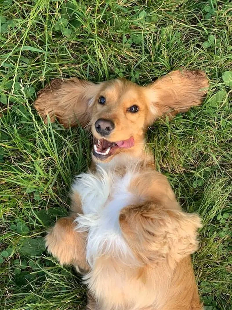 Hund auf Wiese