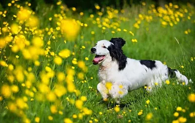Hund spielt auf Wiese