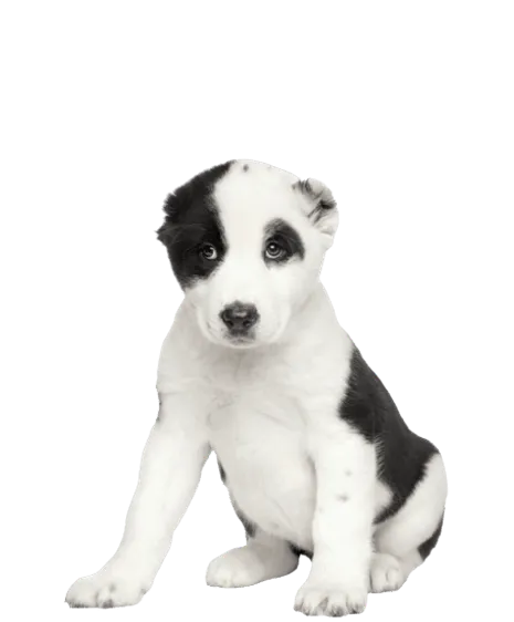 Zentralasiatischer Owtscharka