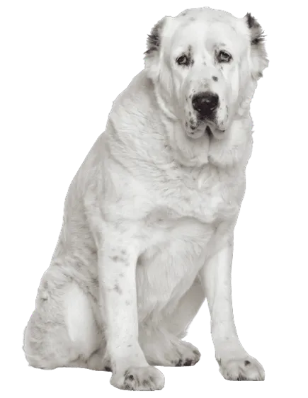 Zentralasiatischer Owtscharka