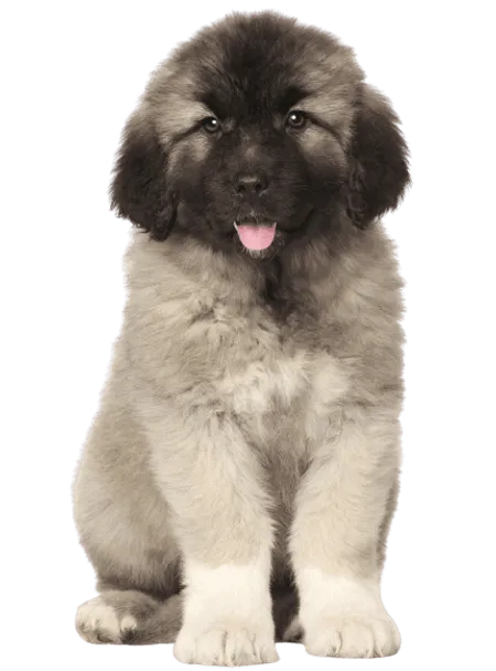 Bild für Zentralasiatischer Owtscharka