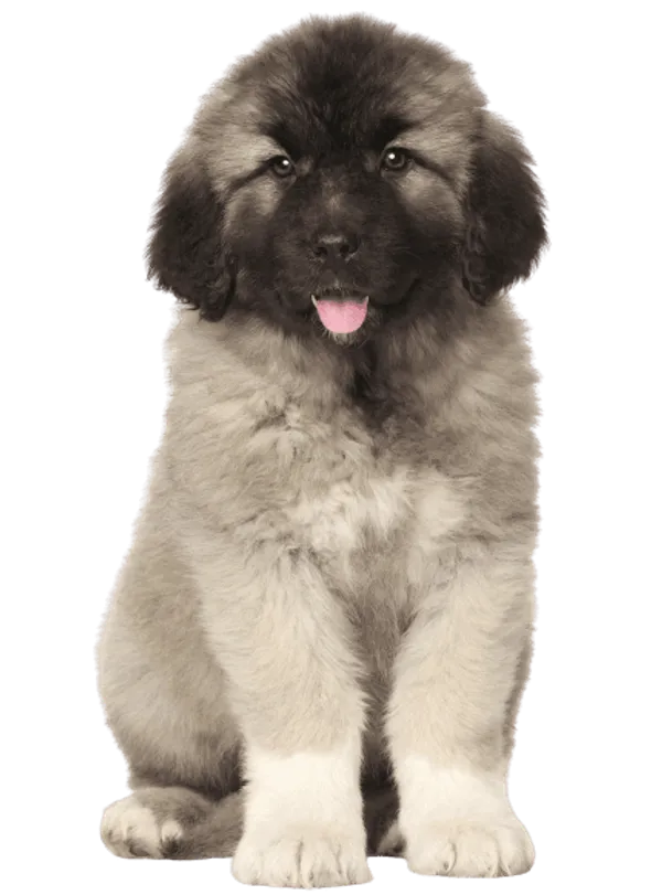 Zentralasiatischer Owtscharka Bild