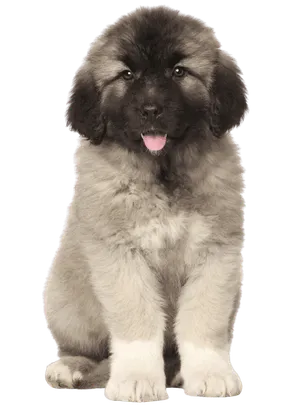 Zentralasiatischer Owtscharka