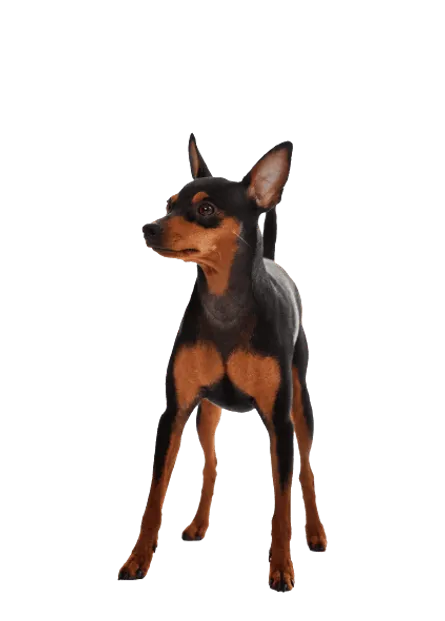Zwergpinscher (2)