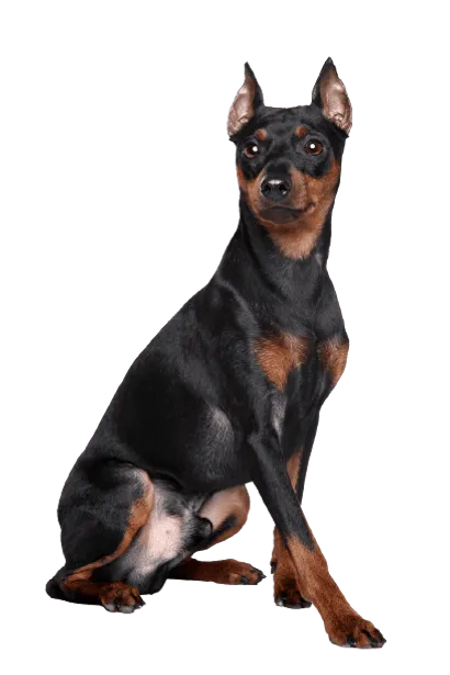 Zwergpinscher (3)