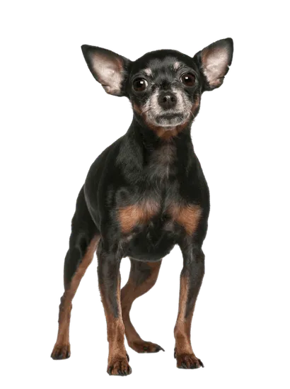 Zwergpinscher (4)